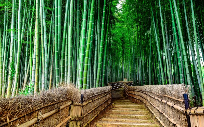 Kyoto bamboo forest